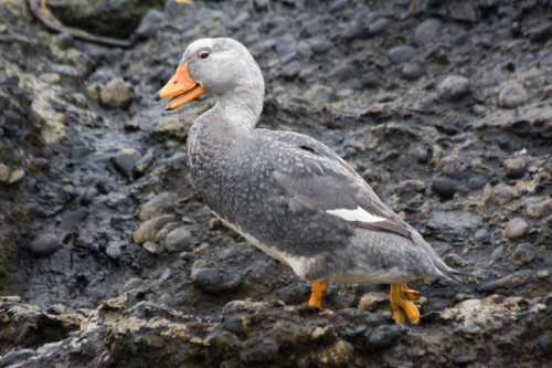 Flightless Steamer Duck