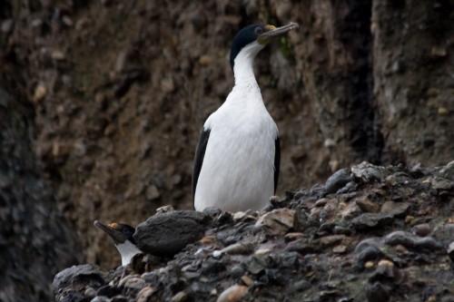 Cormorant - Tucker Island, Cruceros Australis