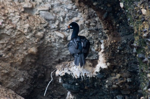 Cormorants - Tucker Island, Cruceros Australis