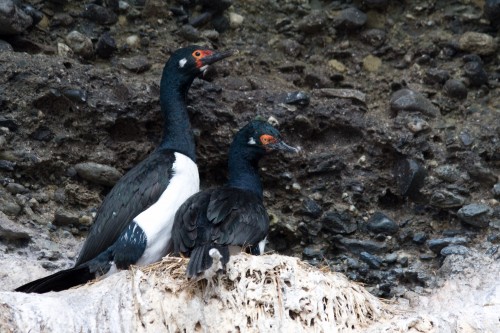 Cormorants - Tucker Island, Cruceros Australis