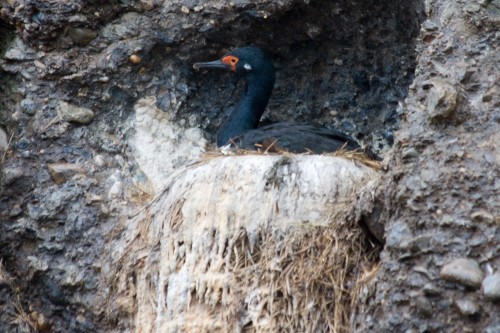 Cormorants - Tucker Island, Cruceros Australis