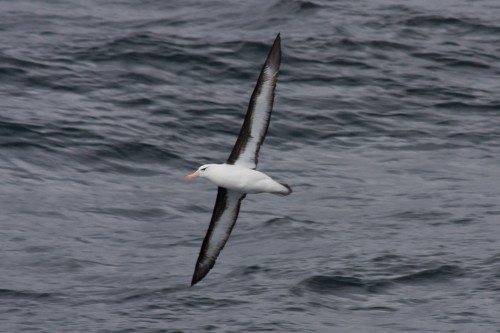 Black-browed Albatross - Cruceros Australis