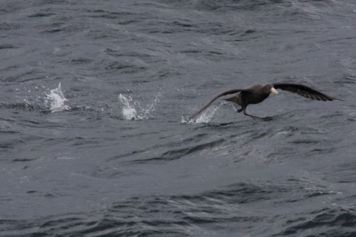 Southern Giant Petrel - Cruceros Australis