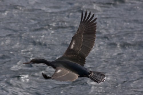 Cormorant - Cruceros Australis