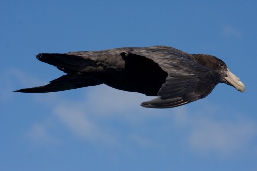 Southern Giant Petrel - Cruceros Australis