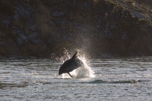 Dolphin - Wulaia Bay - Cruceros Australis