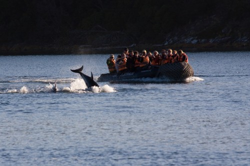 Dolphins - Wulaia Bay - Cruceros Australis