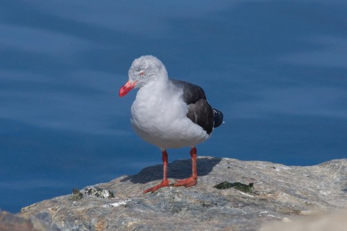 Dolphin Gull - Ushuaia, Argentina