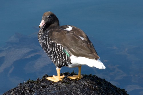 Kelp Goose - Ushuaia, Argentina