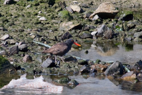 Oystercatcher - Ushuaia, Argentina