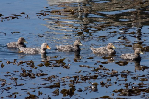 Flying (?) Steamer Ducks - Ushuaia, Argentina