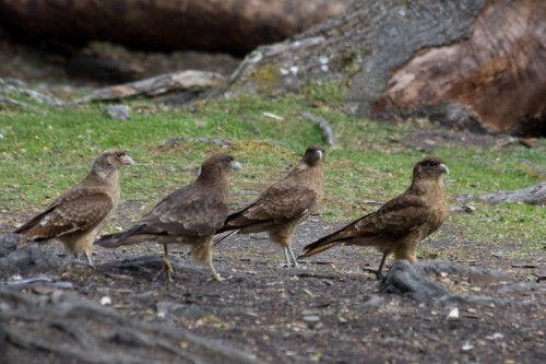 Chimango Caracara, Tierra del Fuego National Park - Ushuaia, Argentina