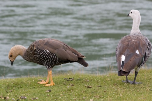 Geese, Tierra del Fuego National Park - Ushuaia, Argentina