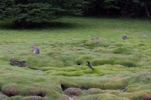 Rabbits, Tierra del Fuego National Park - Ushuaia, Argentina