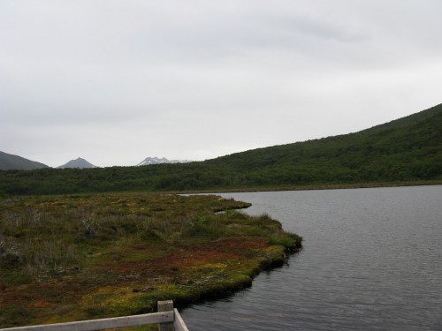 Peat Bog - Lago Negra, Tierra del Fuego National Park - Ushuaia, Argentina