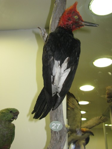 Magellanic Woodpecker (stuffed) - Museo Fin del Mundo