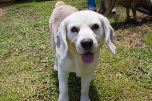 A Beagle called Bagel