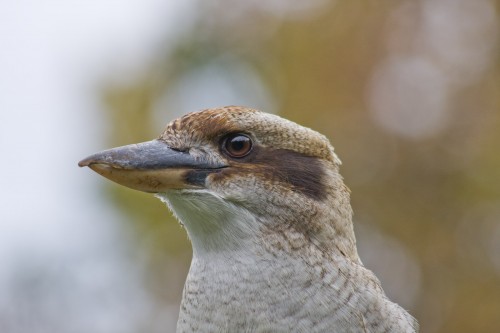 Kookaburra on the clothes line