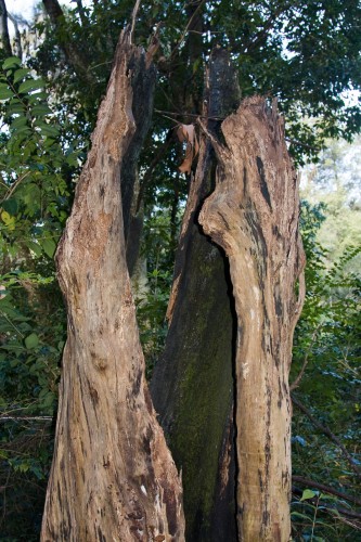 Burnt tree trunk - Lane Cove NP