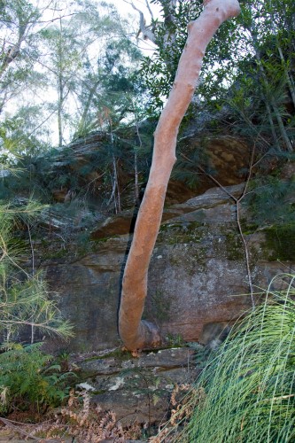 Tree growing from rocks - Lane Cove NP