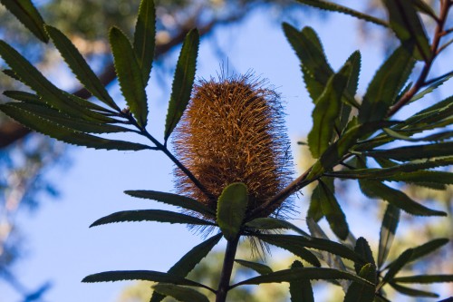 Banksia - Lane Cove NP