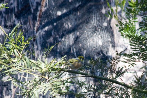 Silvereye - Lane Cove NP