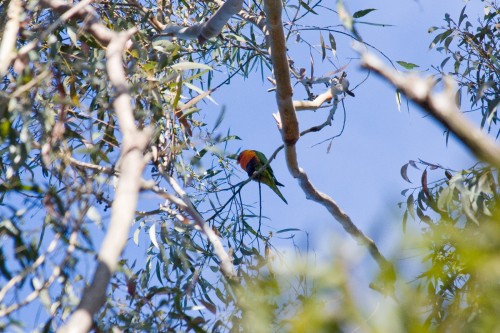 Rainbow Lorikeet - Lane Cove NP