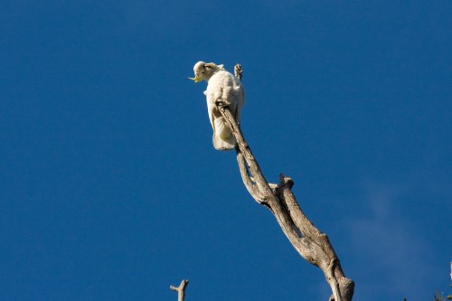 Sulphur Crested Cockatoo - Lane Cove NP