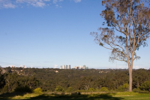 Chatswood from Tunks Hill - Lane Cove NP