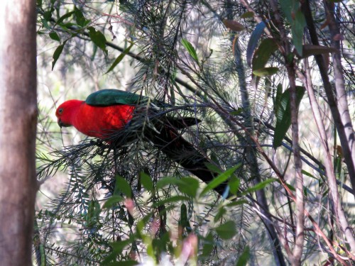 King Parrot - Tunks Park