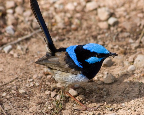 Superb Fairy-wren