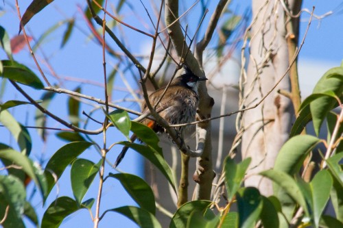 Red-whiskered Bulbul