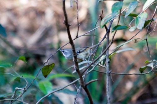 White Browed Scrub Wren