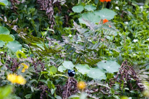 Superb Blue Wren