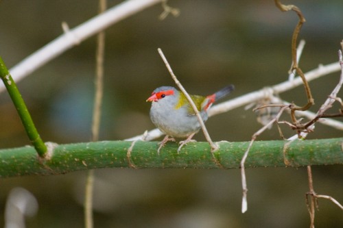 Red-browed Finch