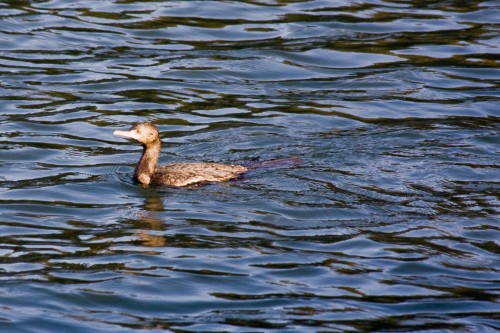 Little Black Cormorant