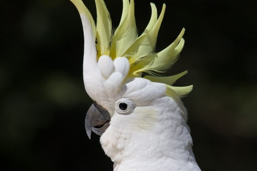 Sulphur Crested Cockatoo - Royal National Park