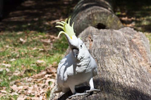 Sulphur Crested Cockatoo - Royal National Park