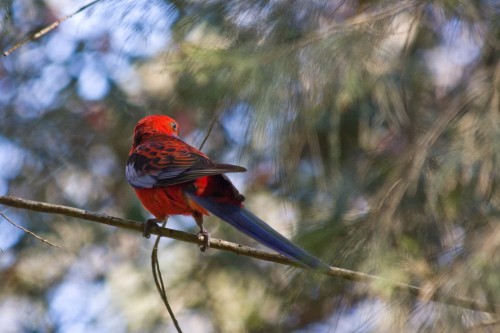 Crimson Rosella - Royal National Park