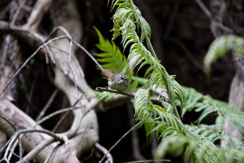 Grey Fantail ?