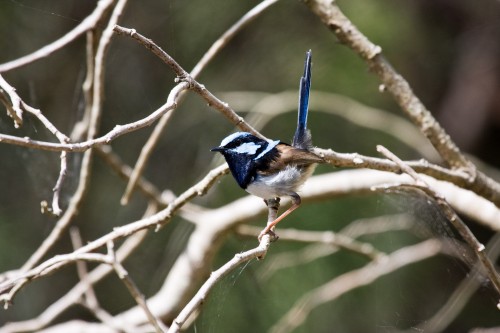 Superb Fairy Wren