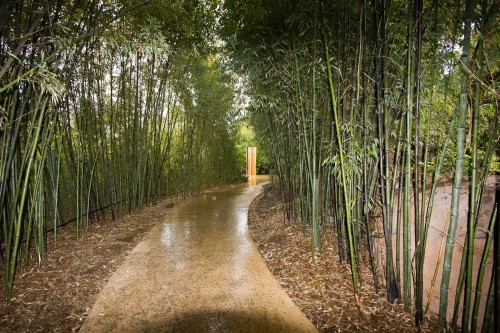 Adelaide Zoo - avenue of bamboo