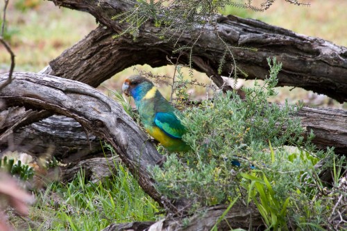 Monarto Zoo - Mallee Ringneck Parrot