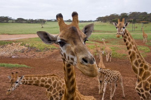 Monarto Zoo - Giraffes