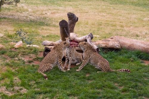 Monarto Zoo - Cheetahs having a feed