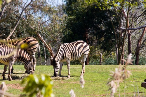 Zebra - Werribee Open Range Zoo