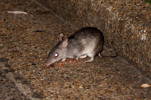 Long Nosed Bandicoot - North Head