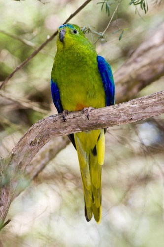 Orange-bellied Parrot