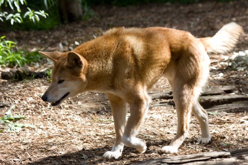 Dingo