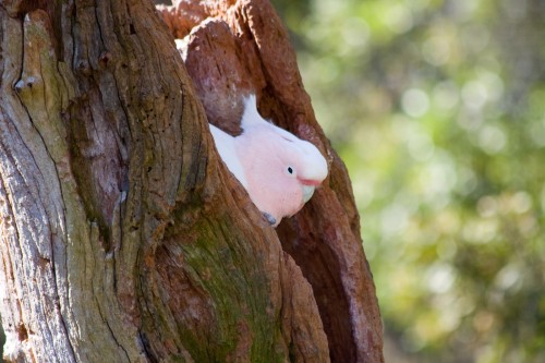 Major Mitchell Cockatoo